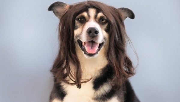 Dog with wig.jpg